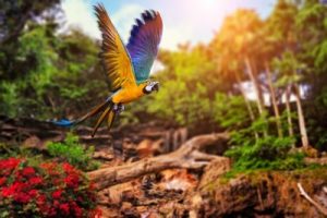 Le jardin tropical